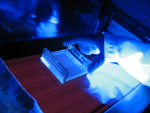 Erbmoleküle unter UV-Licht | Foto: Kristian Müller, Universität Freiburg
